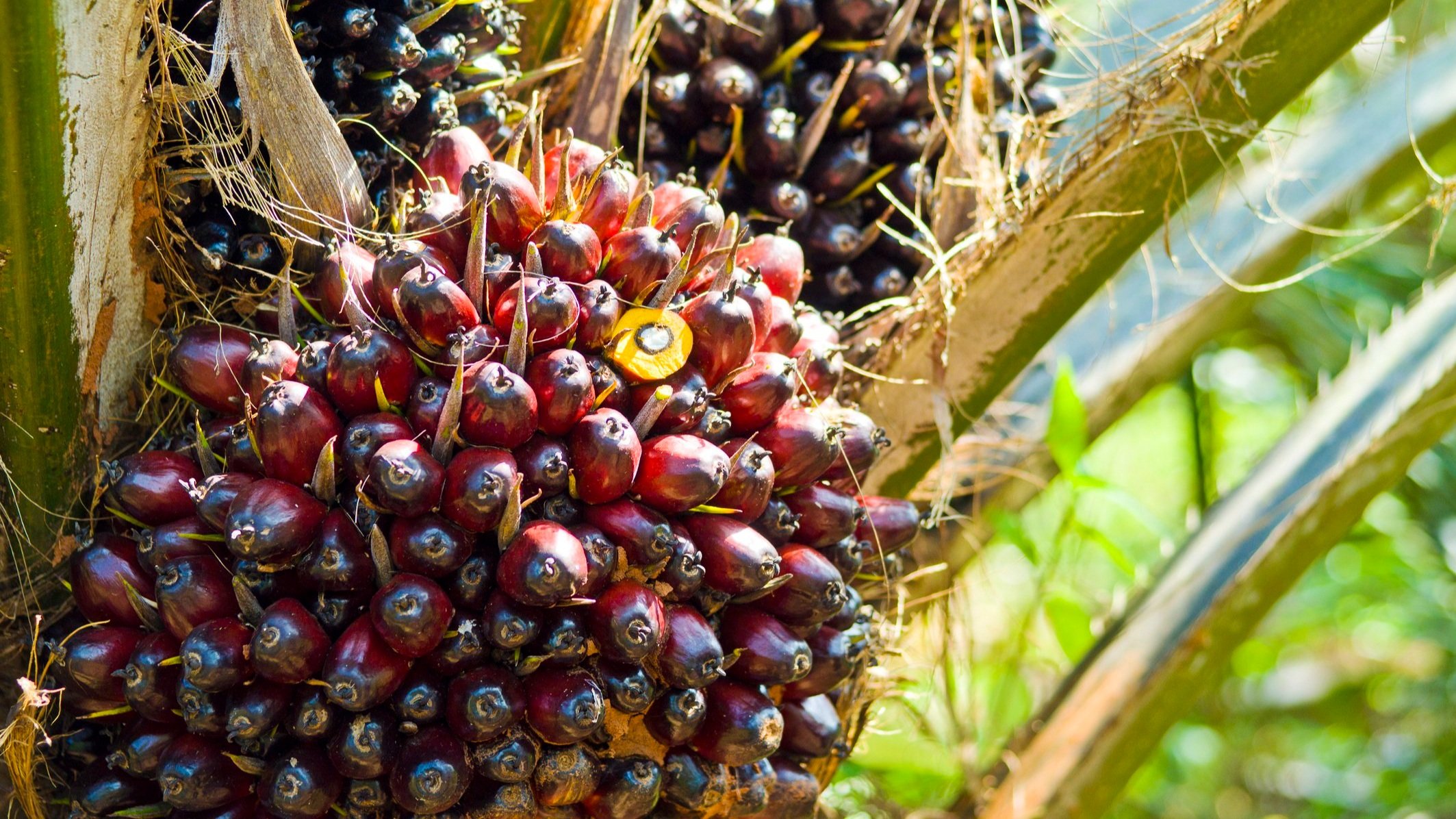 Malaysia’s palm oil sinks to lowest in Two Years