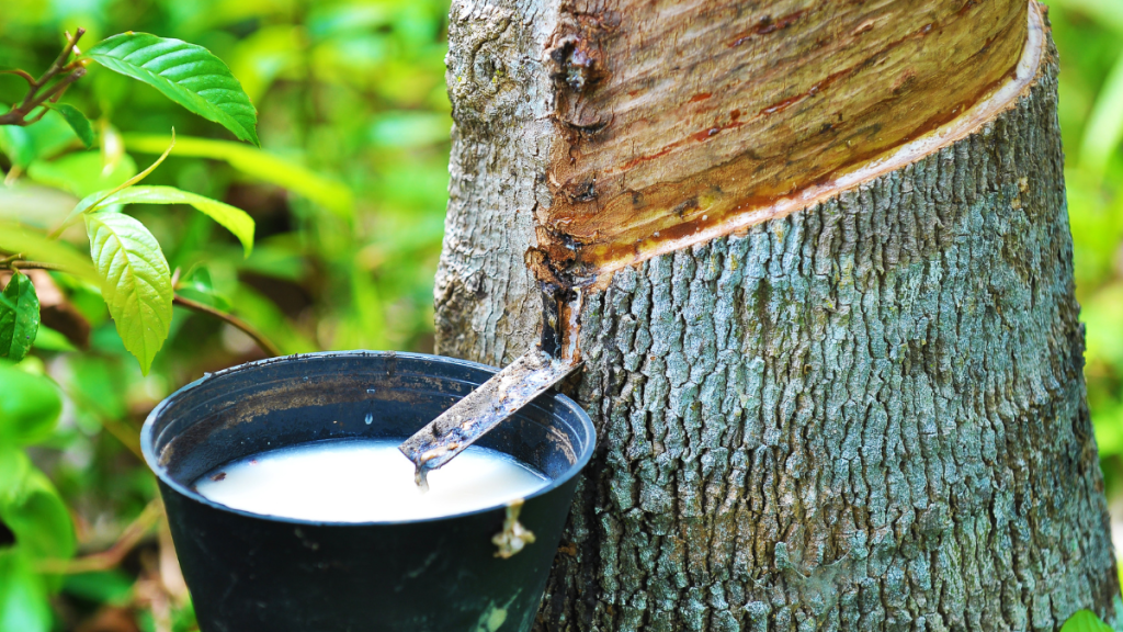 Natural Rubber Output Decrease in Malaysia