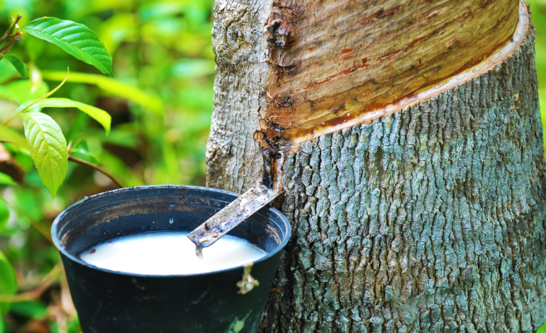 Natural Rubber Output Decrease Despite Rising Global Demand
