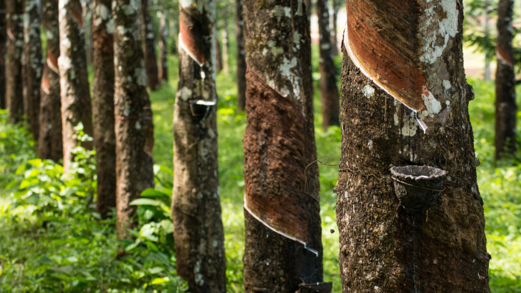 Natural Rubber Output Decrease in Malaysia